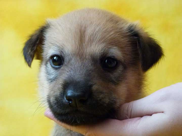 chinook puppy